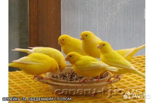 Чем кормят канареек в домашних условиях Чем кормят канареек в домашних условиях
