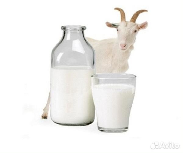 Продается домашнее козье молоко купить на Зозу.ру - фотография № 1