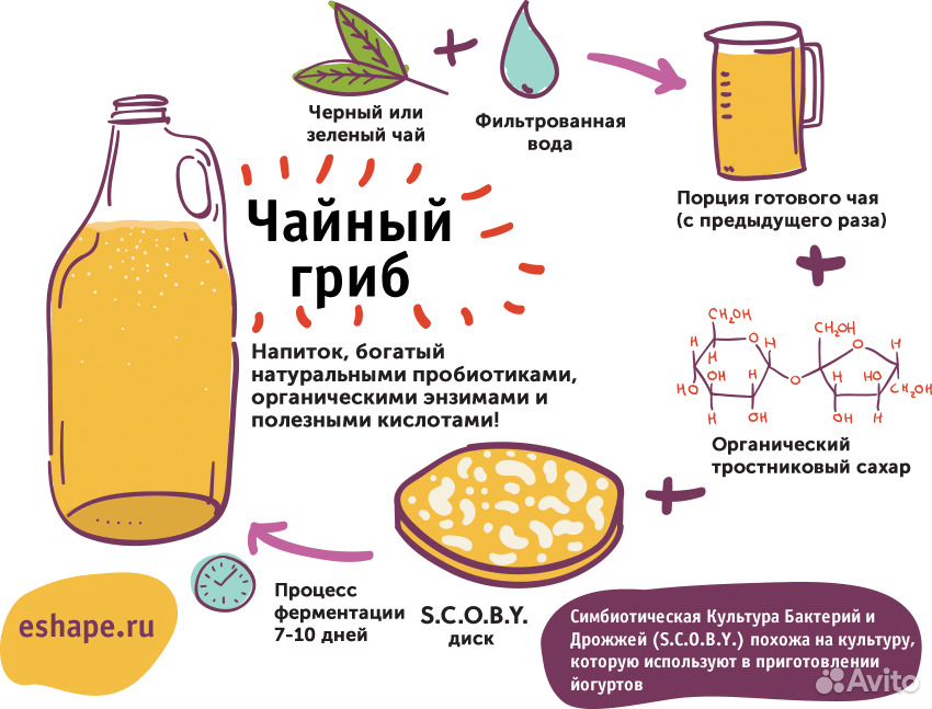 Чайный гриб купить на Зозу.ру - фотография № 4