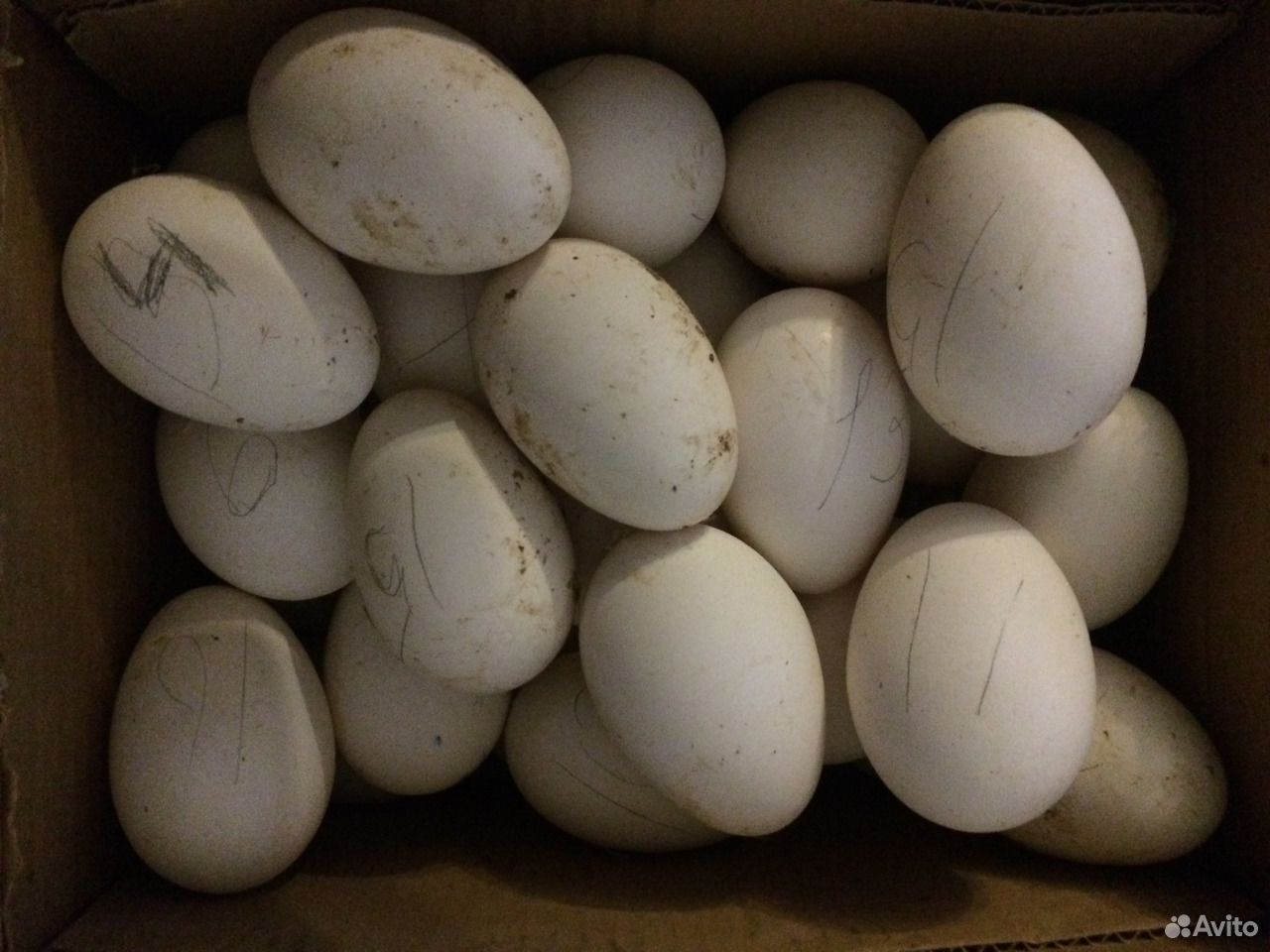 Яйцо инкубационное купить в белгородской области