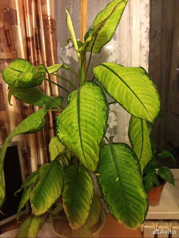Растение "Диффенбахия"комнатная(офисная) купить на Зозу.ру - фотография № 1