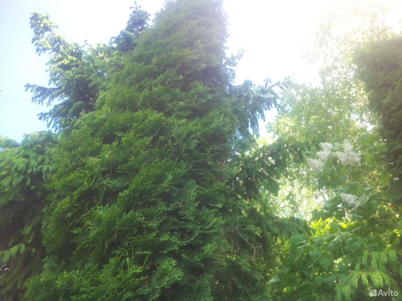 Туя западная Смарагд Н 6 м. Красивое дерево купить на Зозу.ру - фотография № 3