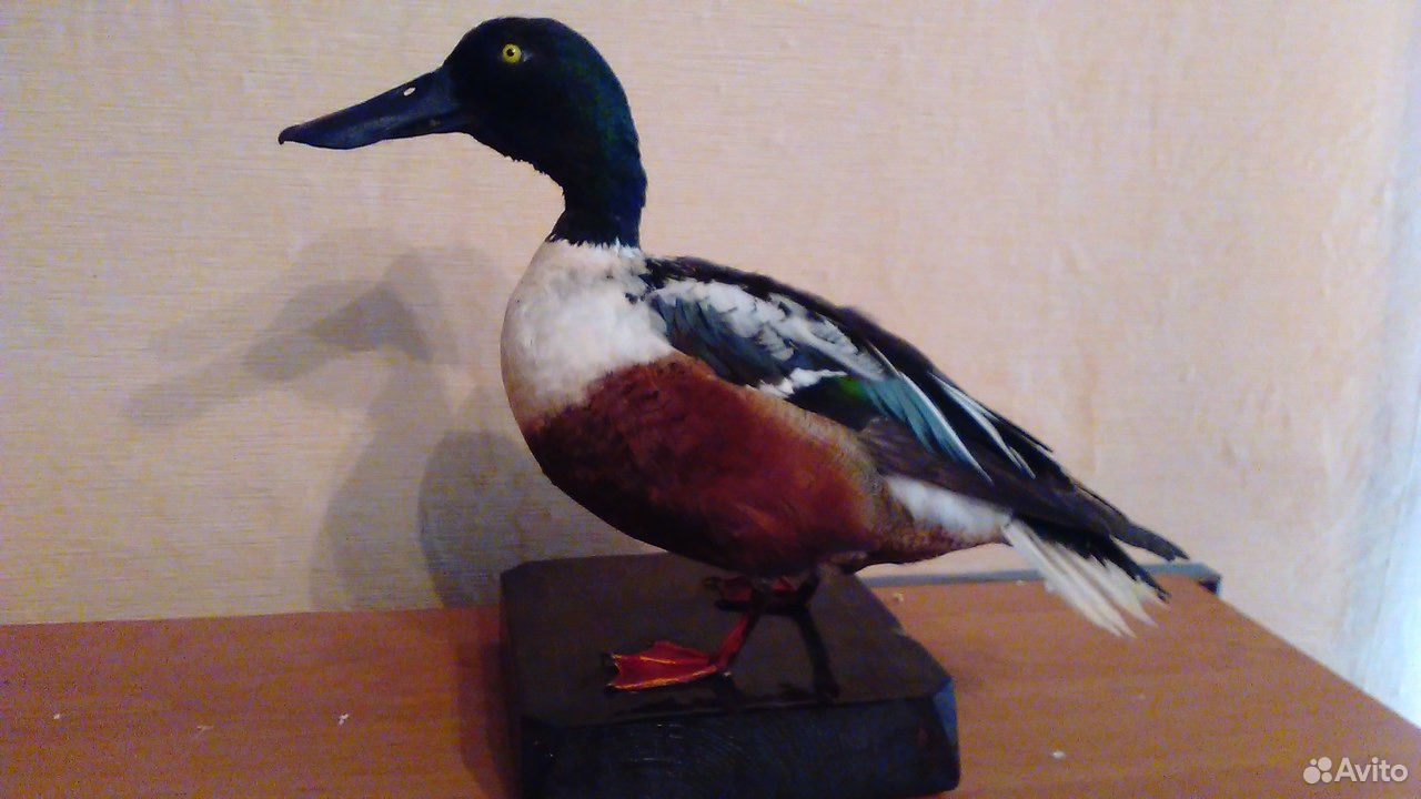 Ghg чучело гуся. Чучела 4 глава. Чучела уток спорт пласт. Чучела дсд. Чучела уток sport plast италия.