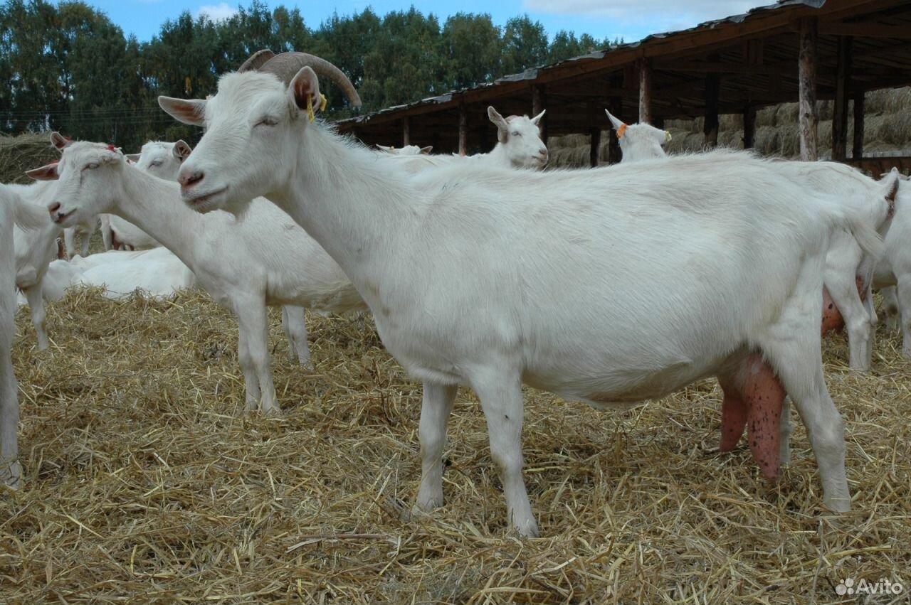 Дойные козы,козлята,молоко,сыр купить на Зозу.ру - фотография № 2