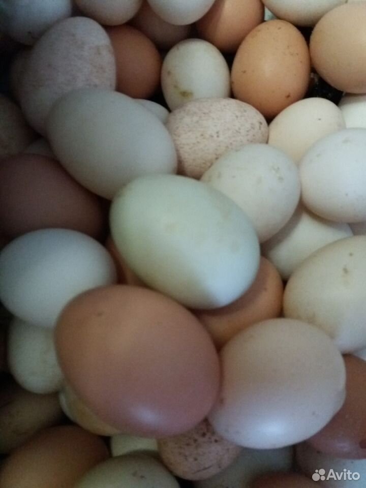Яйцо утиное, куриное и индейки купить на Зозу.ру - фотография № 1
