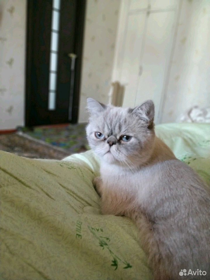 Экзотка ищет кота купить на Зозу.ру - фотография № 3