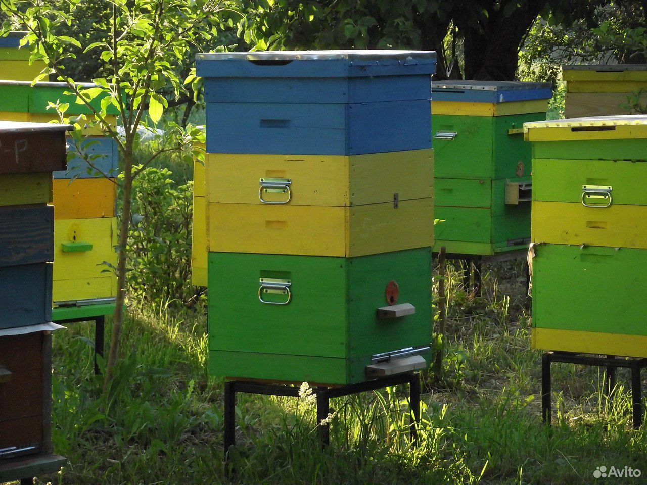 Пчелосемьи купить воронежская. Пчелиные ульи на авито. Уссурийские пчелы. Пчелосемьи в Орловской области. Четырех рамочные пчелопакеты.