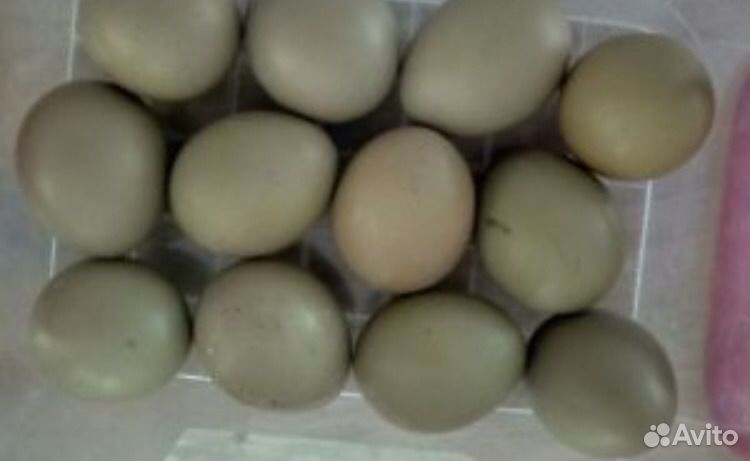 Инкубационное яйцо охотничьего фазана купить на Зозу.ру - фотография № 2