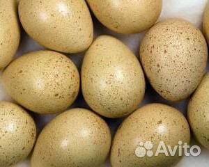 Яйцо фазана купить на Зозу.ру - фотография № 1