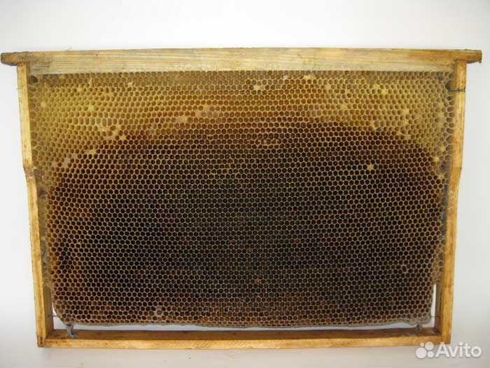 Суш (сото- рамки) для пчелосемей купить на Зозу.ру - фотография № 1