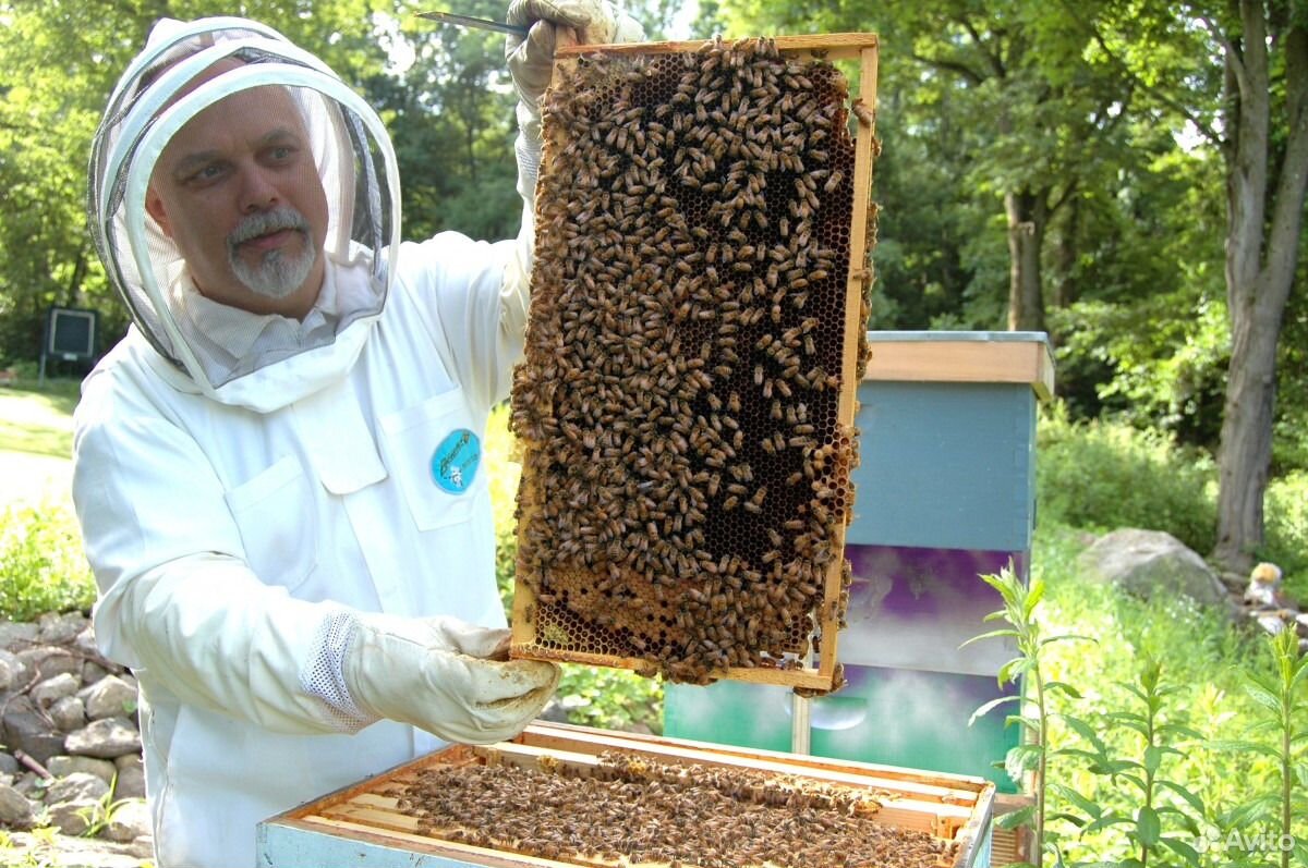 Пчелиная пасека на продажу купить на Зозу.ру - фотография № 2