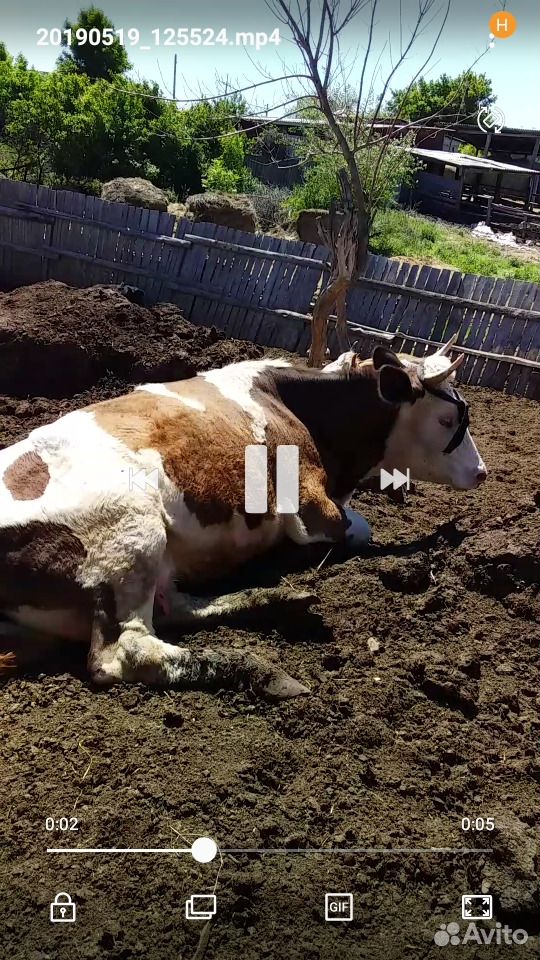 Коровы-цена договорная купить на Зозу.ру - фотография № 5