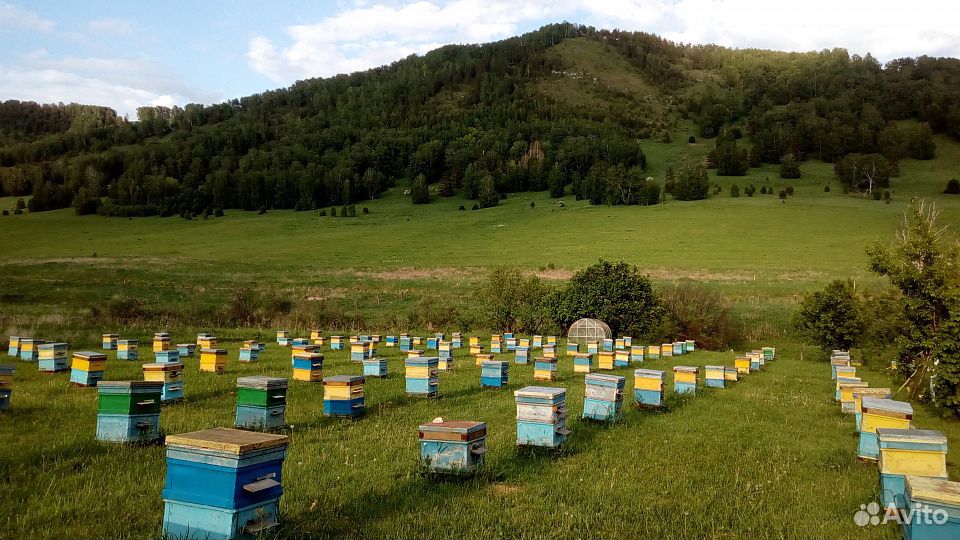 Пчелы, пчелосемьи г. Шарыпово купить на Зозу.ру - фотография № 1