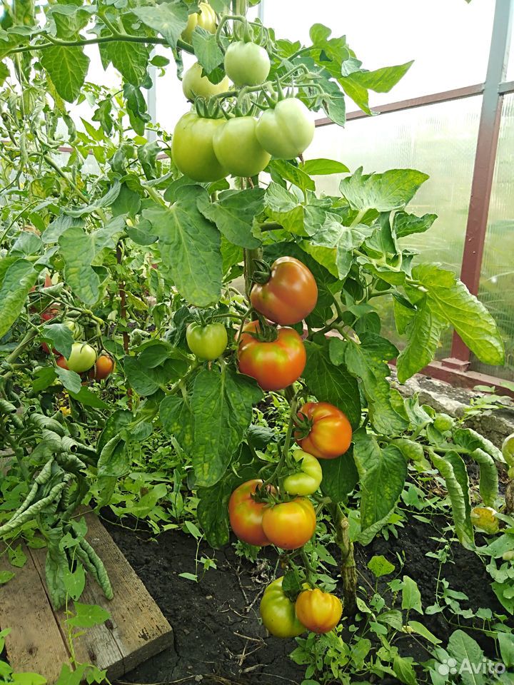 Домашняя помидора помидоры купить на Зозу.ру - фотография № 4