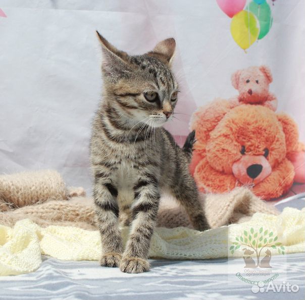 Котята в пензе. Котенок в добрые руки пенза. Котенок в добрые руки пенза. Котенок в добрые руки пенза. Кошки в пензе.