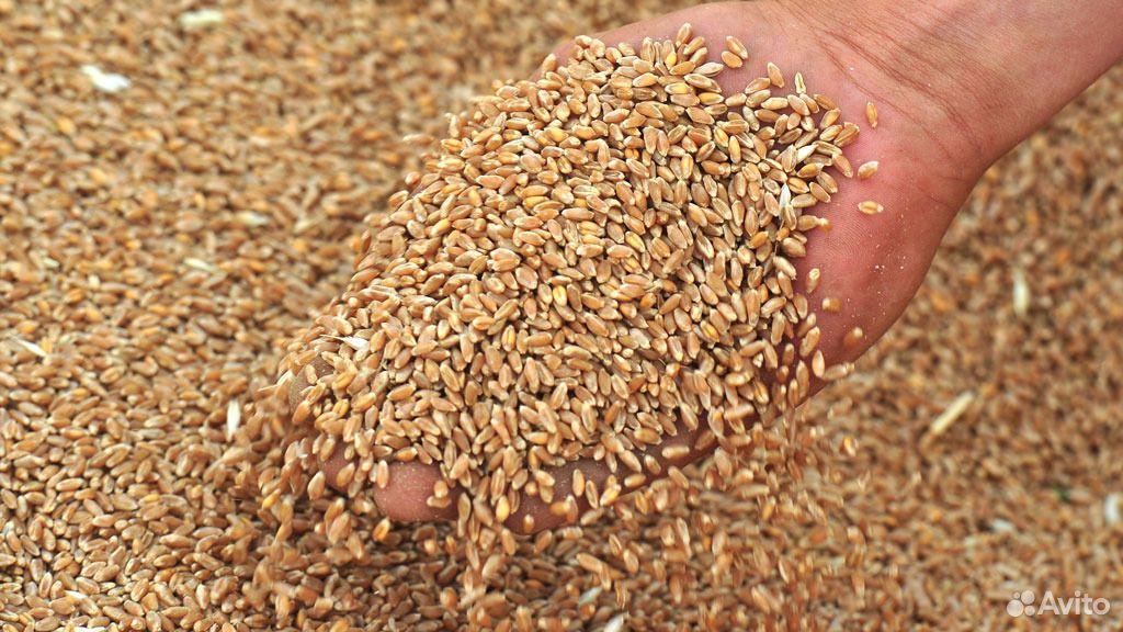 Пшеница, кукуруза купить на Зозу.ру - фотография № 1