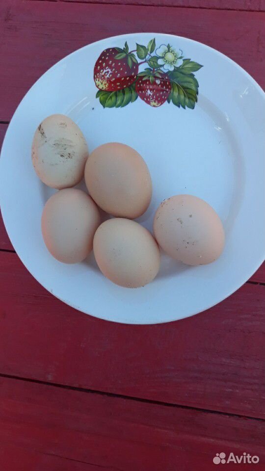 Яйца инкубационные куриные купить на Зозу.ру - фотография № 1