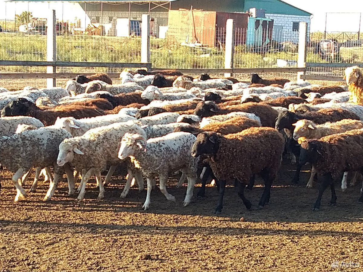 Продам овец с ягнятами купить на Зозу.ру - фотография № 3