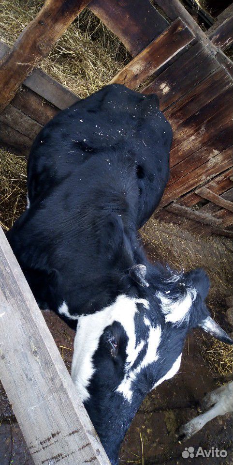 Дойная корова и телёнок купить на Зозу.ру - фотография № 2