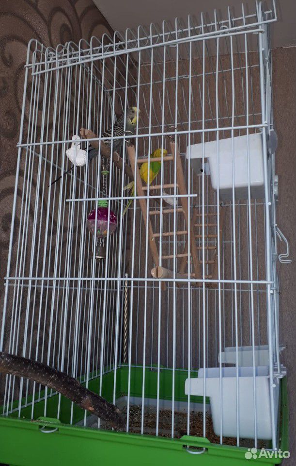 Волнистые попугаи мальчик девочка +клетка купить на Зозу.ру - фотография № 2