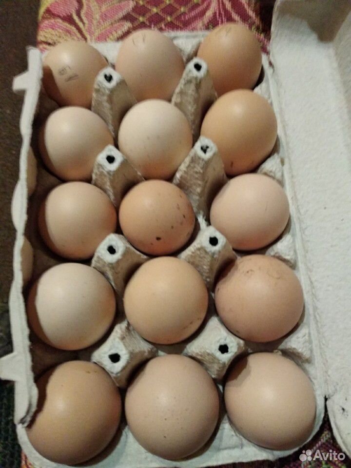 Инкубационные яйцо Бресс Гальская порода купить на Зозу.ру - фотография № 2