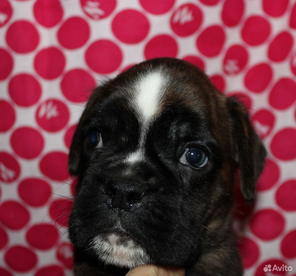 Купить Щенка В Екатеринбурге