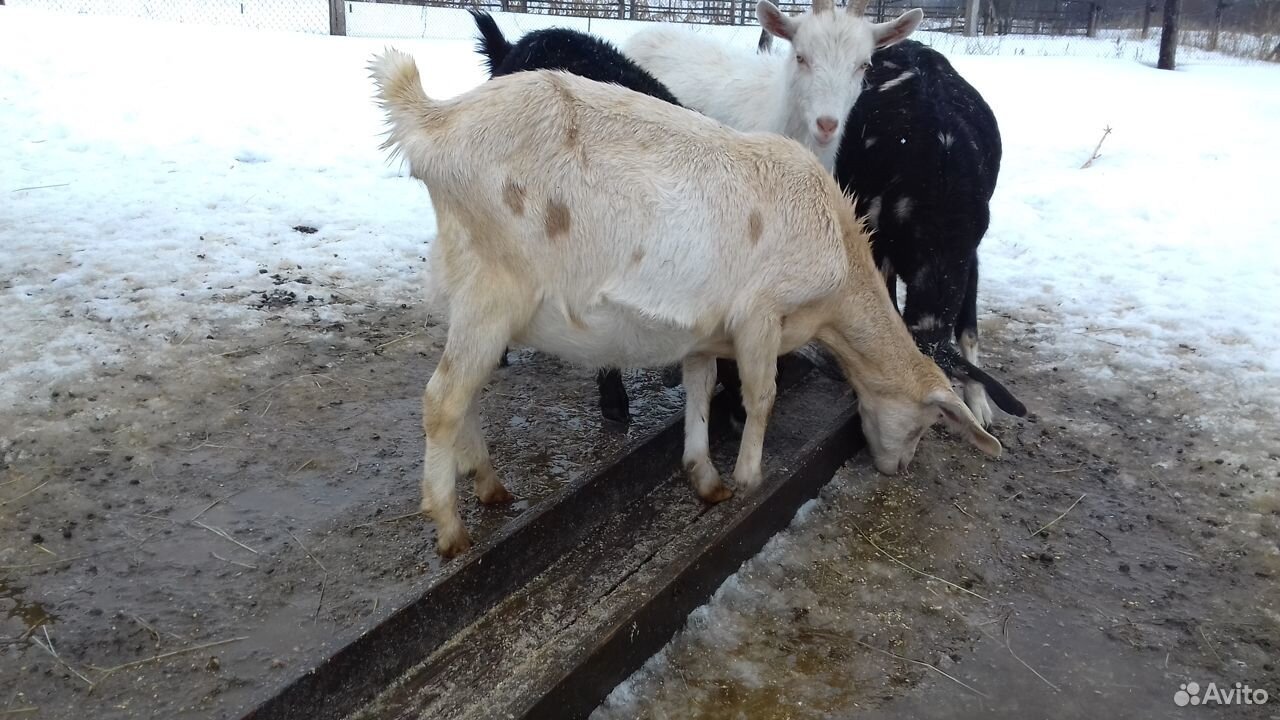 Продаю Нубийский козы козчка козлик казел купить на Зозу.ру - фотография № 7