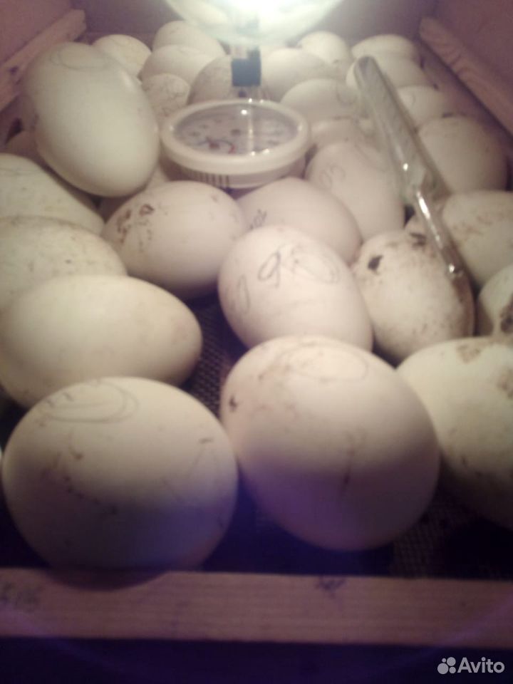 Яйцо гусиное купить на Зозу.ру - фотография № 1