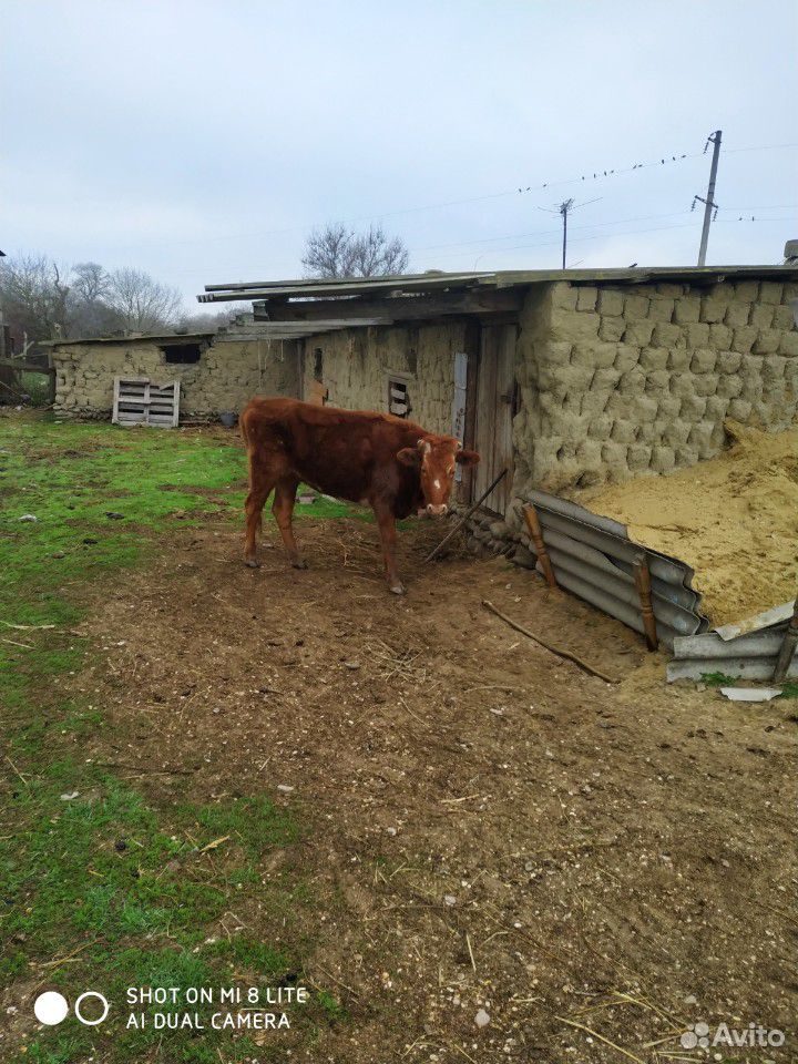 Корова купить на Зозу.ру - фотография № 10