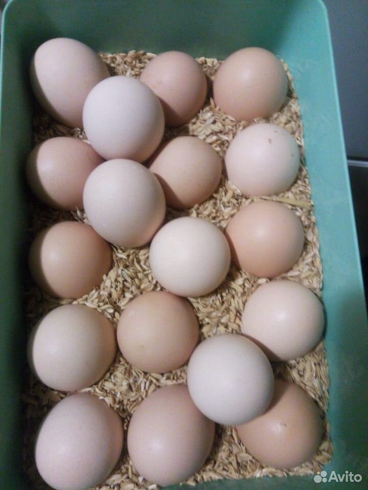 Инкубационные яйца Джерсийского Гиганта купить на Зозу.ру - фотография № 2