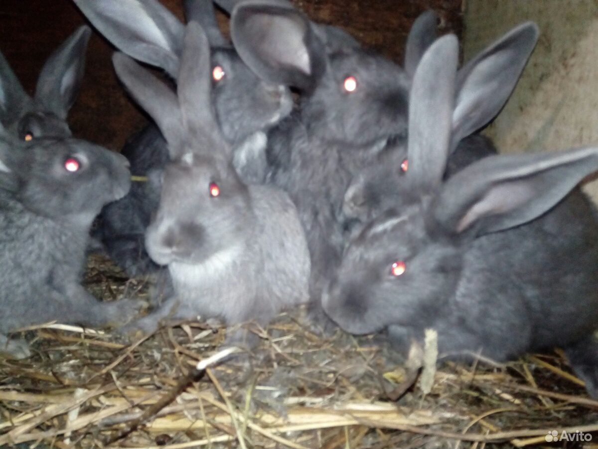 Кролики, коза купить на Зозу.ру - фотография № 8