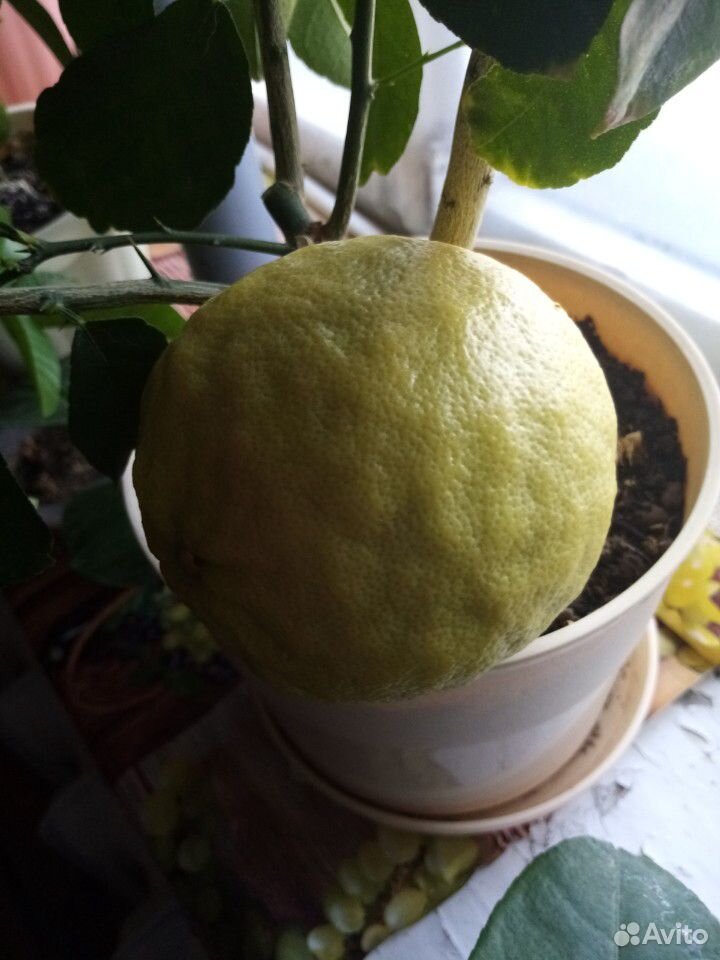 Домашний лимон купить на Зозу.ру - фотография № 1