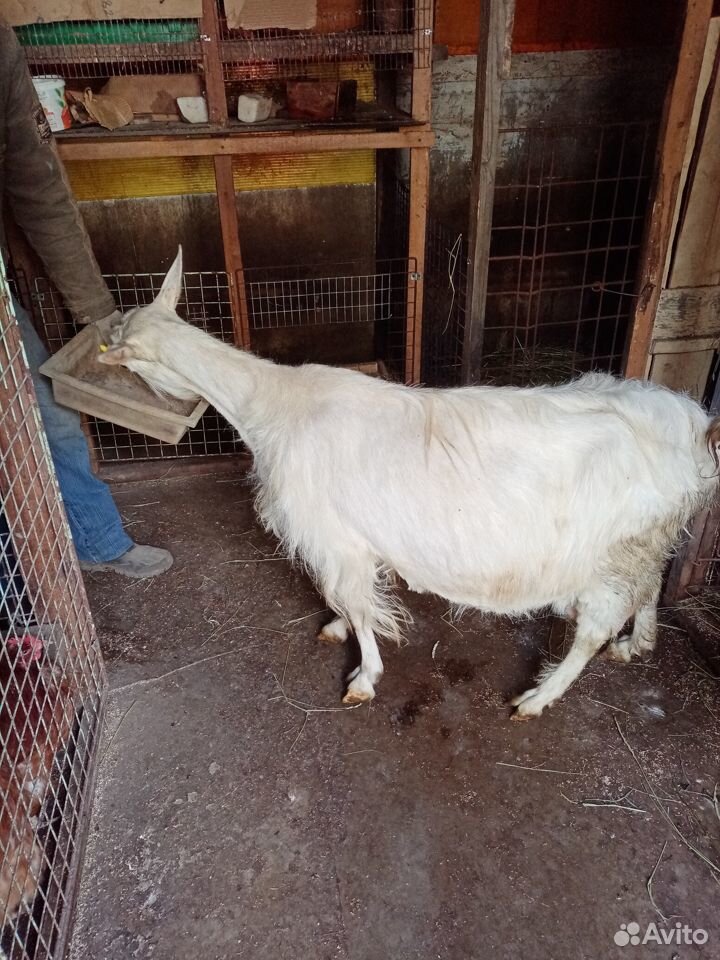 Продам дойную козу с козлятами купить на Зозу.ру - фотография № 3
