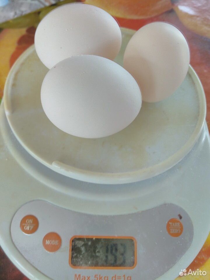 Яйцо инкубационное леггорн белый (минорка) купить на Зозу.ру - фотография № 2