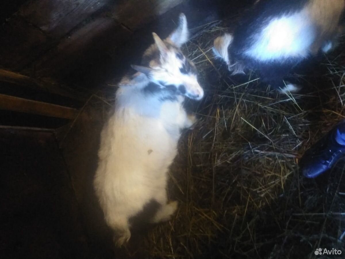 Маленькие козлята и большая коза купить на Зозу.ру - фотография № 2
