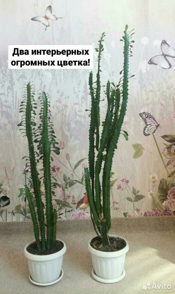Молочай, юкка, авакадо, кактусы купить на Зозу.ру - фотография № 6