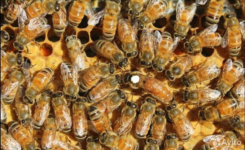 Пчёло-пакеты Бакфаст купить на Зозу.ру - фотография № 1