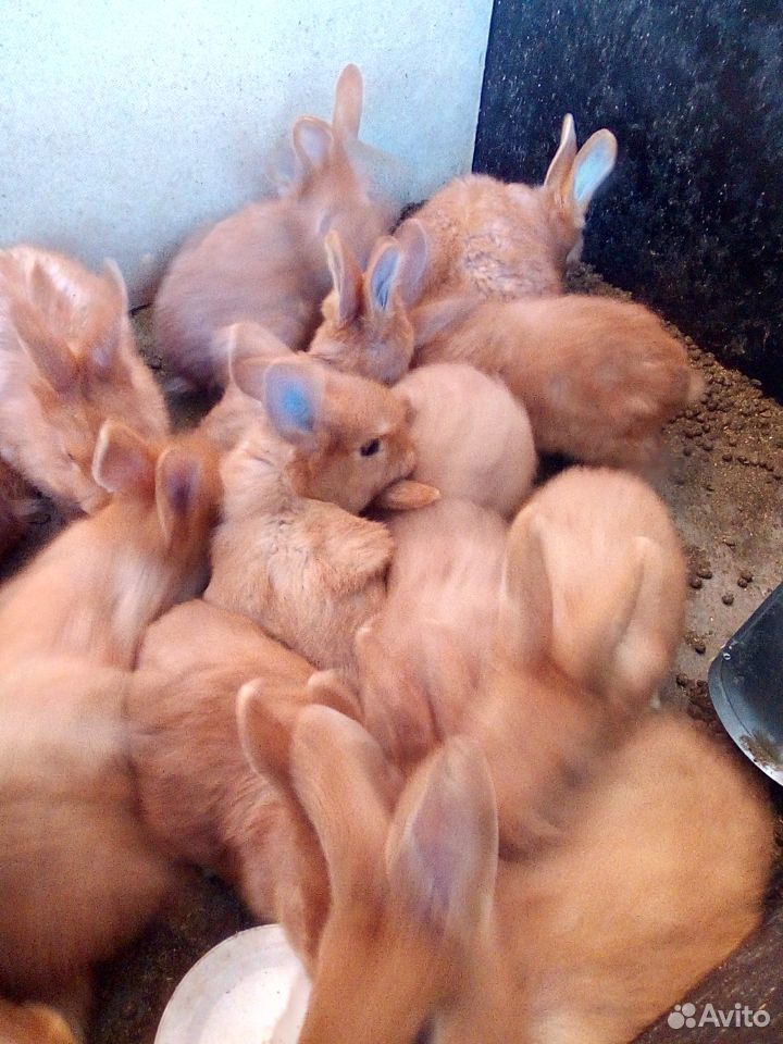 Кролики Новозеландские красные купить на Зозу.ру - фотография № 8