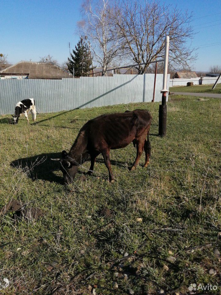 Козы двойные, козлята, коровы 2,телка июнь отел, т купить на Зозу.ру - фотография № 3
