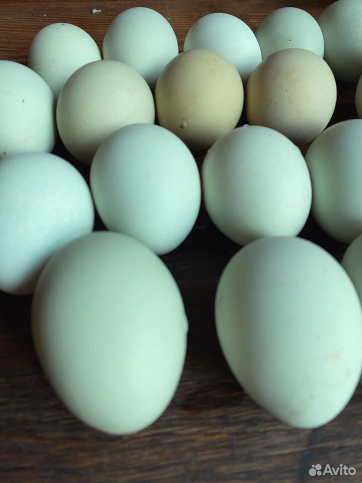 Инкубационное яйцо амераукана купить на Зозу.ру - фотография № 3
