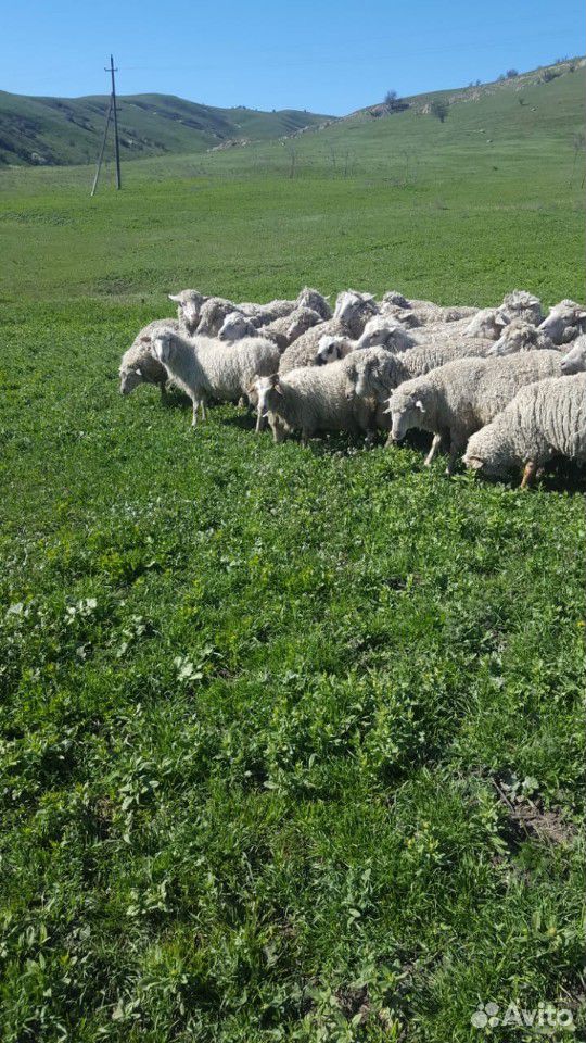 Овцы матки купить на Зозу.ру - фотография № 2