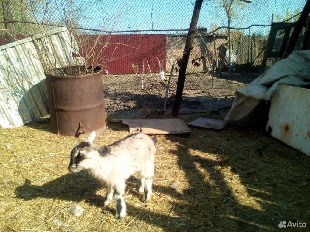 Продаю 2х коз и 4х козлят купить на Зозу.ру - фотография № 4