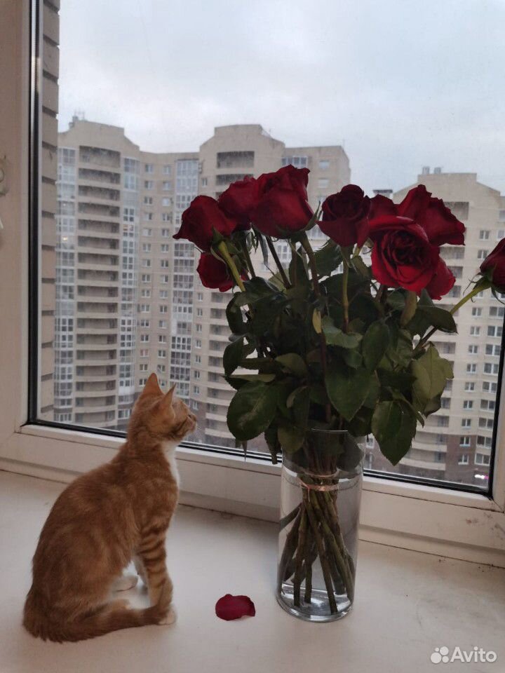 Кошечка 6 месяцев купить на Зозу.ру - фотография № 2