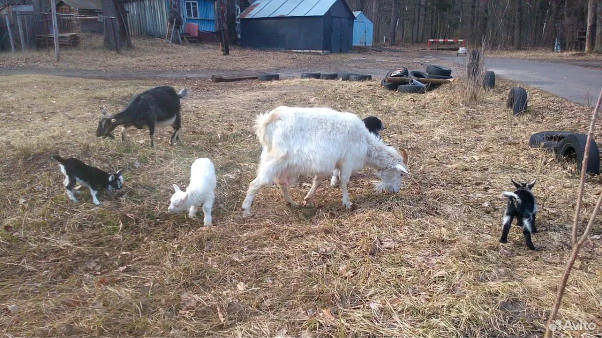Зааненская коза купить на Зозу.ру - фотография № 1