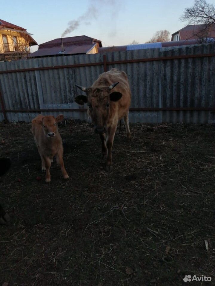 Коровы с телятами купить на Зозу.ру - фотография № 4