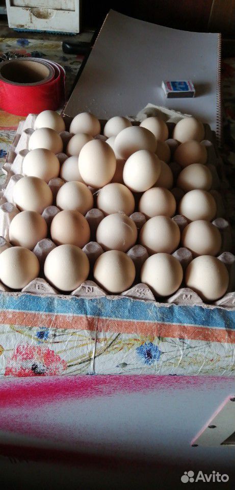 Яйцо инкубационое цесарок купить на Зозу.ру - фотография № 1