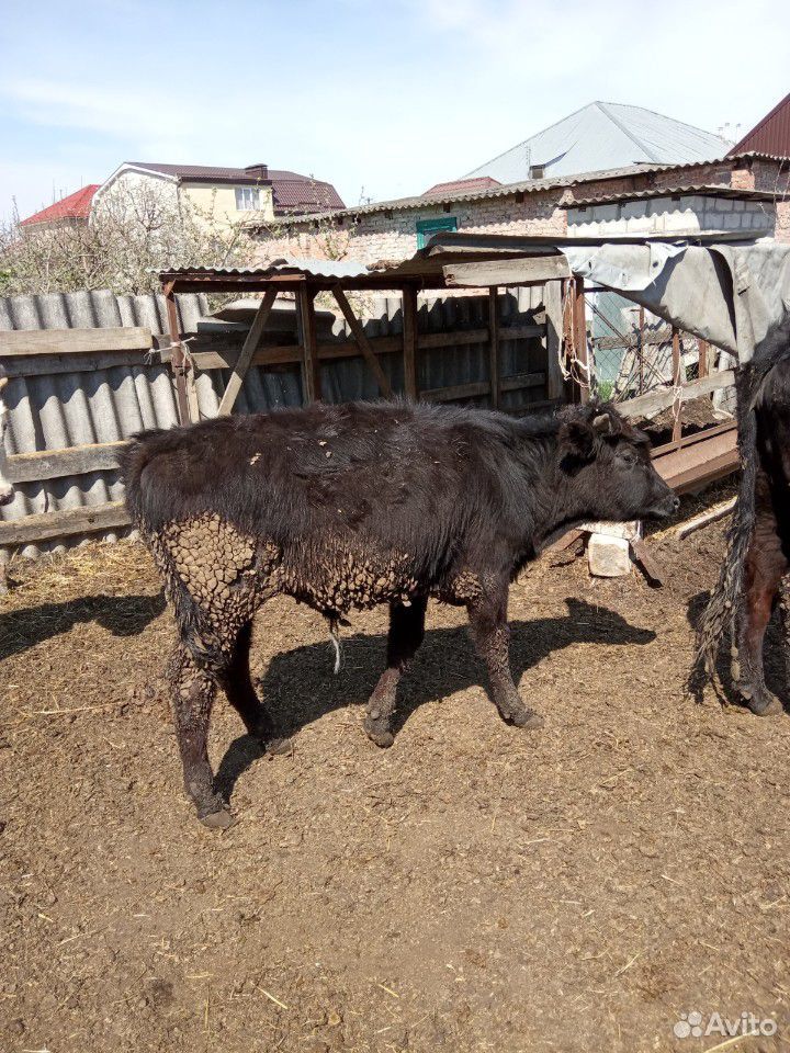 Коровы на мясо бычки от недели до года купить на Зозу.ру - фотография № 4