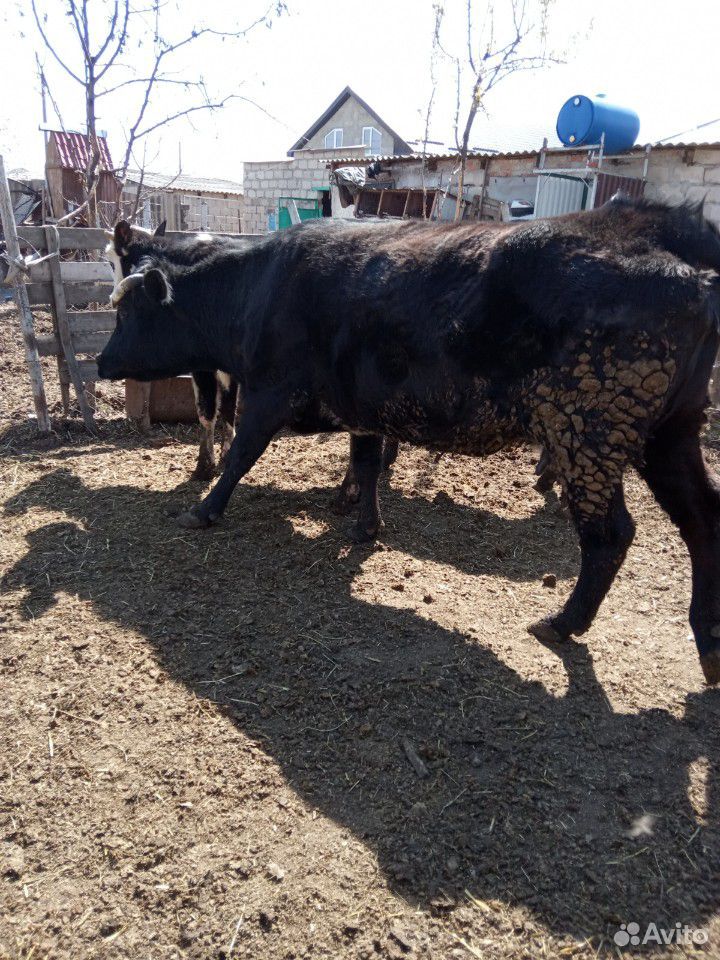 Коровы на мясо бычки от недели до года купить на Зозу.ру - фотография № 1