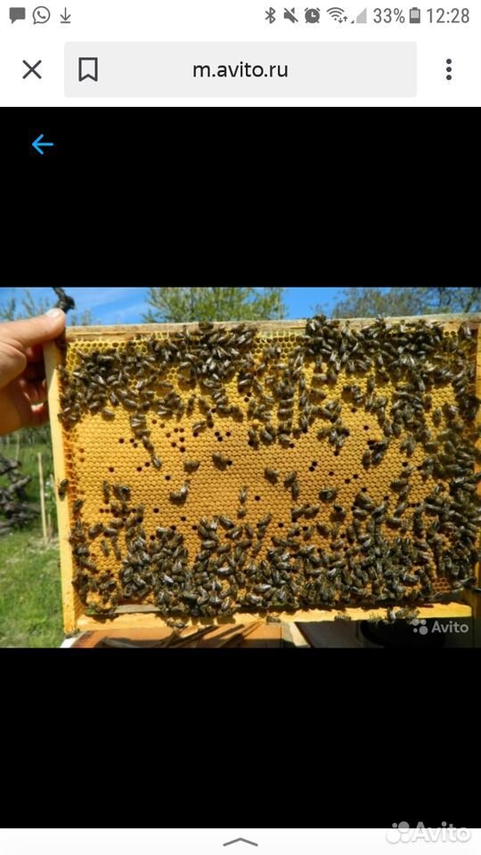 Пчелопакеты пчелопакеты купить на Зозу.ру - фотография № 1