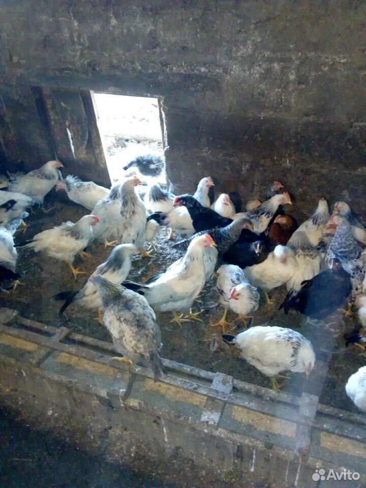 Цыплята, гусята, утята, бройлеры купить на Зозу.ру - фотография № 5